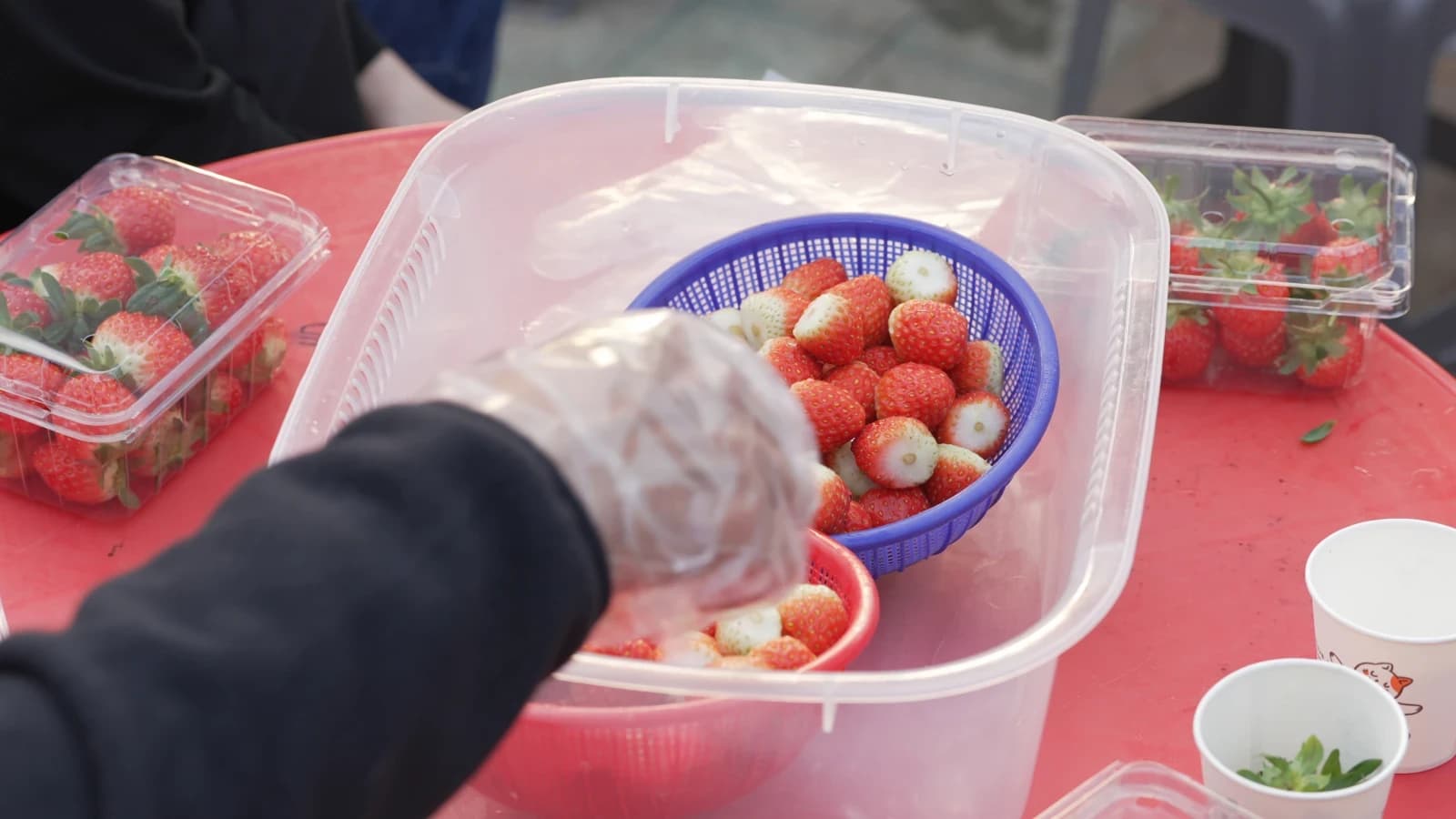 Taiwan global partners picking strawberries at the Paju strawberry farm